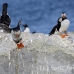 puffin_atlantic_msi_h_2057_can1174.jpg